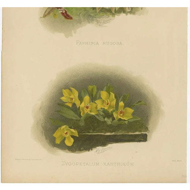 Antique Botanical Print – Orchids Paphinia rugosa & Zygopetalum xanthinum An exceptionally vibrant and rare double orchid...