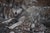 Carl Brenders "Den Mother - Wolf Family," the artist's beloved Earth Day 1992 release and one of the most sought-after...