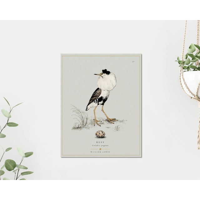 William Lewin 1789 Waterbirds Fine Art Gallery Board Print - The Ruff For Sale - Image 10 of 11