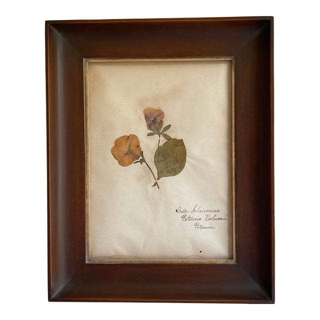 Antique Swedish Herbarium - Petunia, 19th Century For Sale