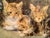 Eugène Louis Lambert, Cats, 19th Century, Watercolor and Gouache For Sale - Image 7 of 10