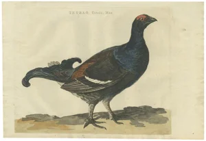 Sepp & Nozeman, Hand-Coloured Bird Illustration of the Male Black Grouse, 1789, Print