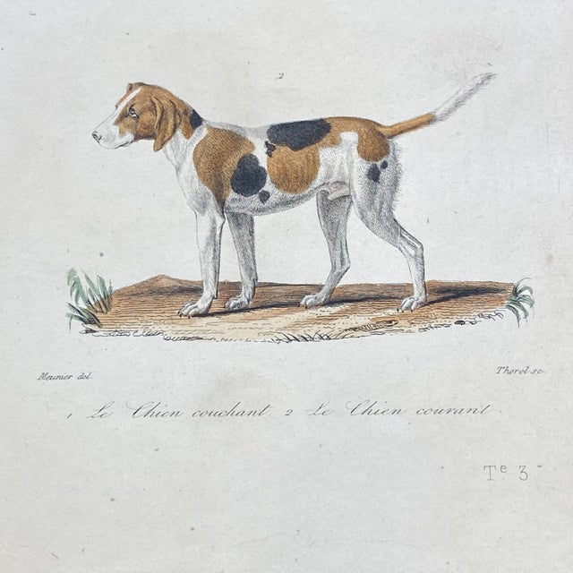 French Antique 18th Century "Le Chien Couchant" Dog Engraving Hand Colored Signed Artwork For Sale - Image 4 of 9