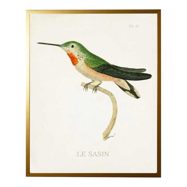 Framed Hummingbird Reproduction Print Plate 13 in a Gold Shadowbox For Sale