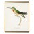 Framed Hummingbird Reproduction Print Plate 13 in a Gold Shadowbox For Sale