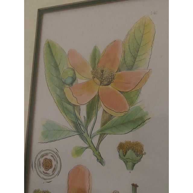 Paper Vintage Mid-Century Mark Catesby "The Balsam Tree" Framed Botanical Print, 1950s For Sale - Image 7 of 12