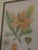 Paper Vintage Mid-Century Mark Catesby "The Balsam Tree" Framed Botanical Print, 1950s For Sale - Image 7 of 12