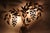 Brown Large Golden Bell Flower Pioggia Doro Wall Lamp attributed to Hans Kögl, 1970s For Sale - Image 8 of 13