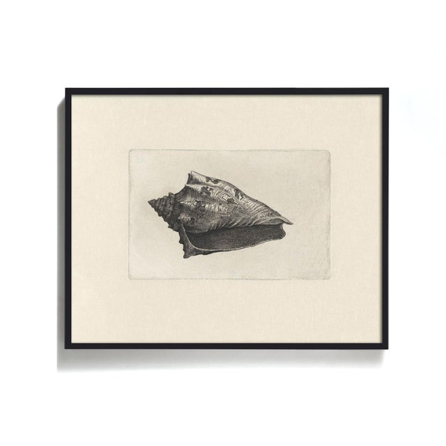 Antique Sea Shell Set of 6 - 11" X 14" Reproduction For Sale - Image 11 of 12