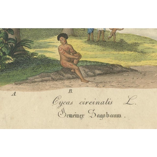 Paper Cycad, 1831, Paper For Sale - Image 7 of 9