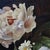 Continental Oil on Board Floral Still Life Painting by J. Waldsey, C1880 For Sale - Image 4 of 12