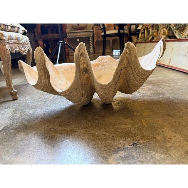 Shell Monumental Natural Tridacna Clam Shell Planter / Jardinière For Sale - Image 7 of 7
