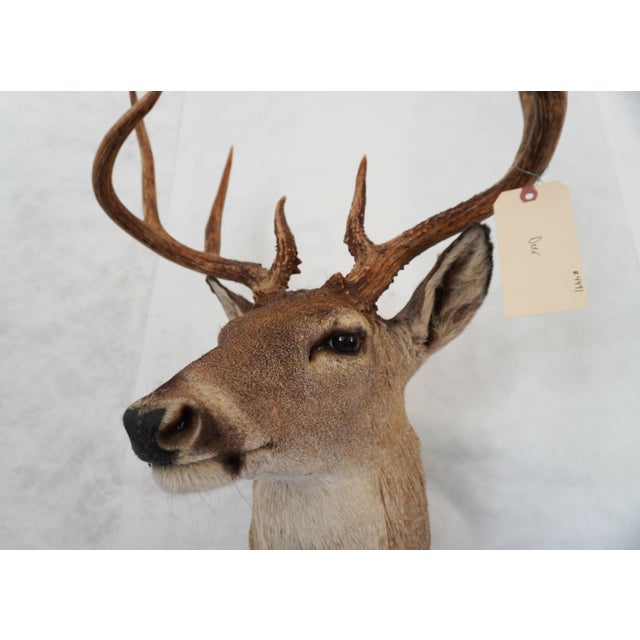 Whitetail Deer 9 Point Mount Head and Bust For Sale In Los Angeles - Image 6 of 18