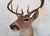 Whitetail Deer 9 Point Mount Head and Bust For Sale In Los Angeles - Image 6 of 18