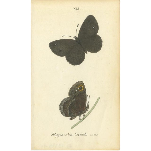 Cream Jardine & Lizars, Cabinet-Size Butterfly, 1835, Paper Engravings, Set of 6 For Sale - Image 8 of 9