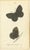 Cream Jardine & Lizars, Cabinet-Size Butterfly, 1835, Paper Engravings, Set of 6 For Sale - Image 8 of 9