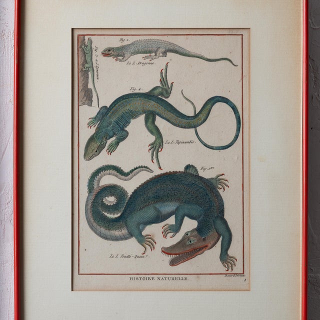 Sculpture Materials Robert Bénard - Lizard Engravings, C.1798 For Sale - Image 7 of 9