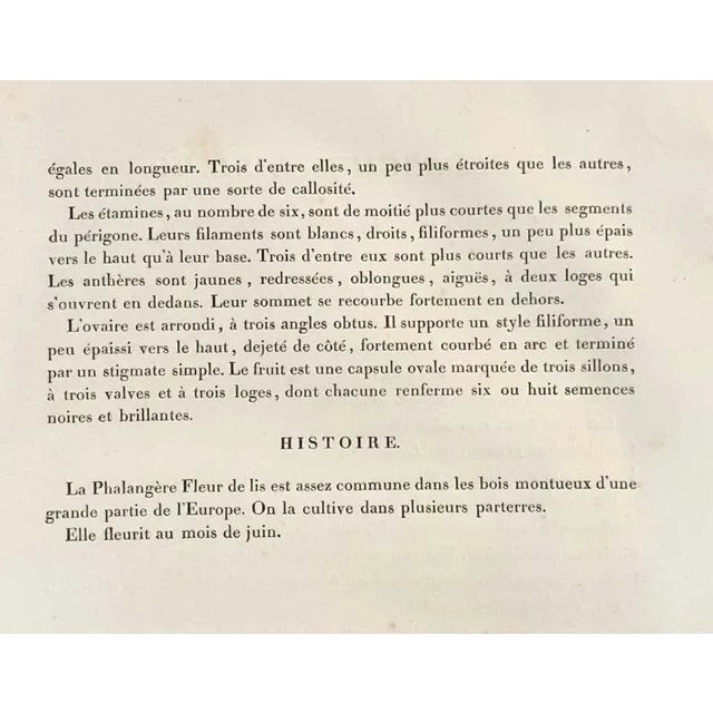 Phalangium Liliago Hand Colored Engraving Signed p.j. Redoute For Sale - Image 4 of 13