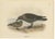 Dresser, The Common Skua, Hand-Colored Print For Sale - Image 6 of 6