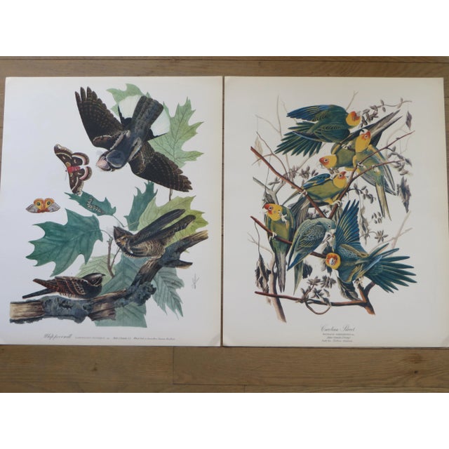 1964 "The Audubon Folio" Original Edition Set of Bird Study Prints Text Book by George Dock Jr. For Sale In Philadelphia - Image 6 of 13