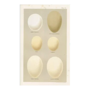 1890s, Duck Bird Egg Print, Original Antique Bird Egg Print, Lithograph, England