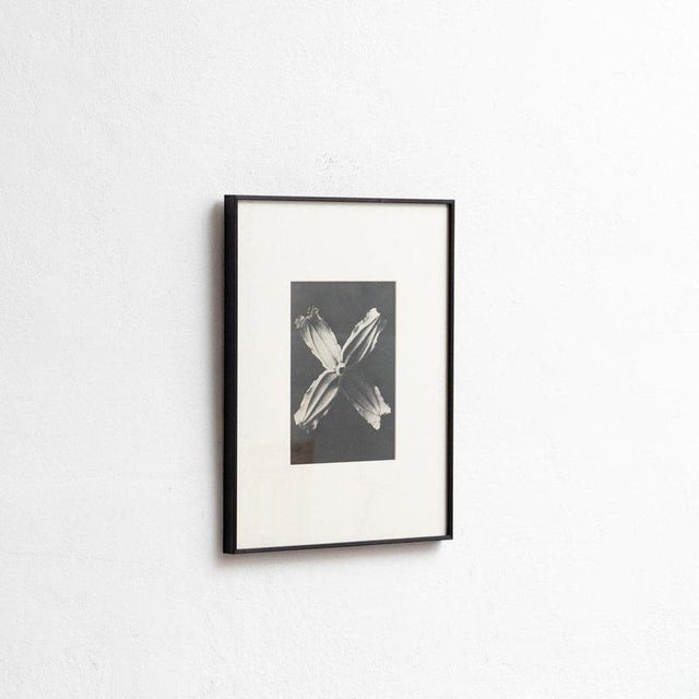 Karl Blossfeldt, Natural Grace, 1942, Photogravure, Framed For Sale - Image 4 of 13
