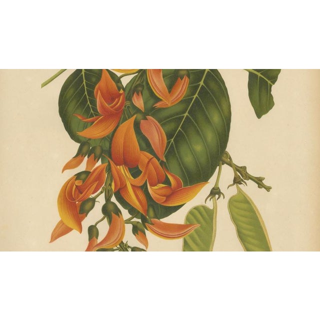 Berthe Hoola van Nooten, Flame of the Forest, 1880, Chromolithograph For Sale - Image 6 of 9