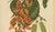 Berthe Hoola van Nooten, Flame of the Forest, 1880, Chromolithograph For Sale - Image 6 of 9