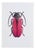 Juris Utans, Purple Beetle, 2021, Mixed Media on Paper For Sale