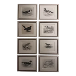 Early 1900's Antique Bird Etchings by Lillian Medland (British, 1880-1955) - Set of 8 Framed