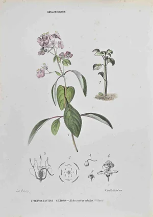 Vincenzo Tenore, Cilious Heterocentre, Lithograph, 1870s