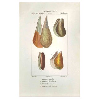 Pierre Jean François Turpin, Mitilacei-Mytila-Zoology-Plate 298, Etching, 1831 For Sale