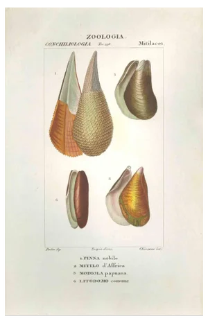 Pierre Jean François Turpin, Mitilacei-Mytila-Zoology-Plate 298, Etching, 1831