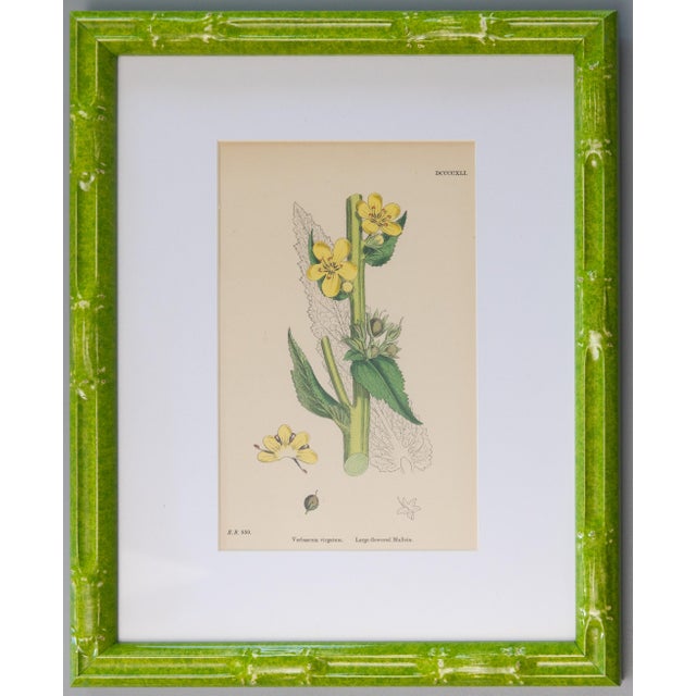 French Country Sowerby English Botany - Custom Framed Botanical Plates, Set of Two For Sale - Image 3 of 7