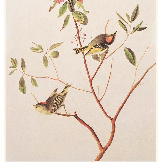 John James Audubon 1966 Vintage Cottage Print "Ruby-Crowned Kinglet" After John James Audubon For Sale - Image 4 of 7