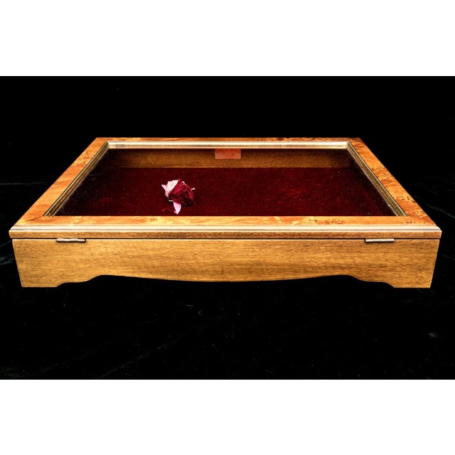 A vintage tabletop collector's display case in a burl wood frame in warm amber tones, gilt glazed lid, red felt-lined...