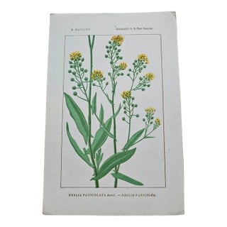 Antique French Botanical Lithograph - Ball Mustard by Henri Ernest Baillon For Sale