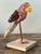 Cinnamon Vintage Boho Shell Encrusted Bird on a Perch For Sale - Image 8 of 8