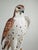Italian Italian Hand-Painted Porcelain Saker Falcon Sculpture on Brass Base For Sale - Image 3 of 3