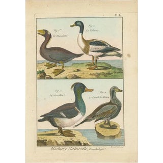 Bernard, Four Ducks, 1792, Hand-Colored Copper Engraving For Sale