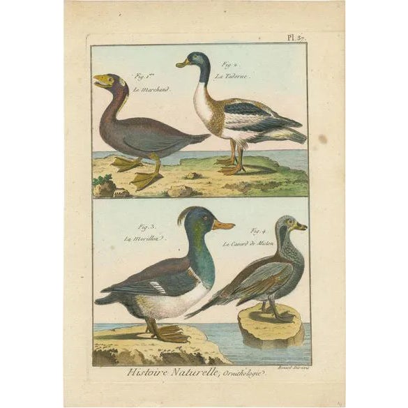 Bernard, Four Ducks, 1792, Hand-Colored Copper Engraving For Sale