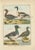 Bernard, Four Ducks, 1792, Hand-Colored Copper Engraving For Sale