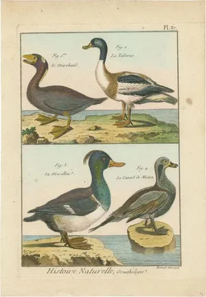 Bernard, Four Ducks, 1792, Hand-Colored Copper Engraving