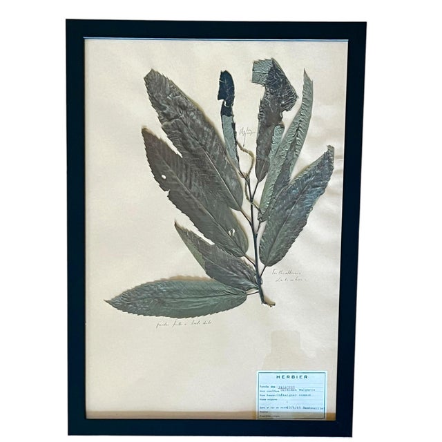Paper 1965 French Herbarium Botanical Specimens – Set of 6 Custom Framed Pressed Botanicals For Sale - Image 7 of 15