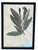 Paper 1965 French Herbarium Botanical Specimens – Set of 6 Custom Framed Pressed Botanicals For Sale - Image 7 of 15