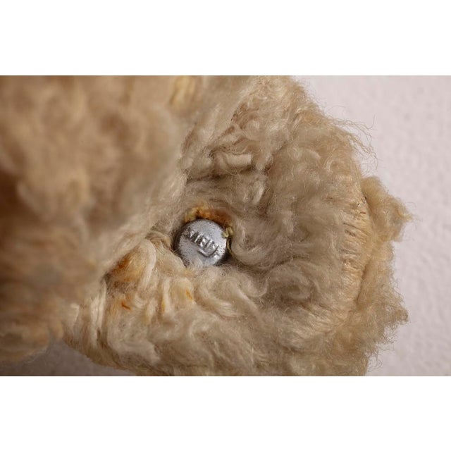 Vintage Teddy from Steiff, 1920s For Sale - Image 4 of 6