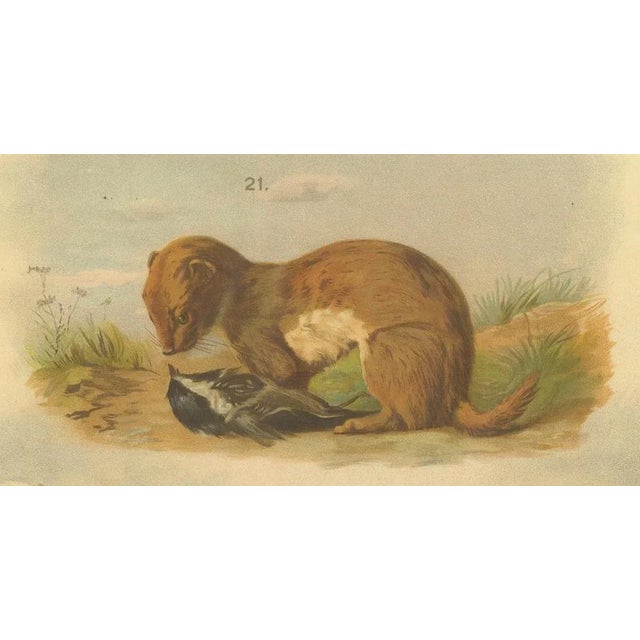 Paper Large Antique Zoology Poster, 1880 For Sale - Image 7 of 10