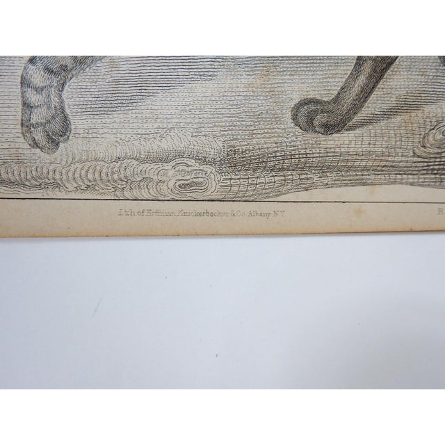 Antique mid 19th century lithograph on paper of types of wildcats book plate. Published by the US Pacific Railroad...