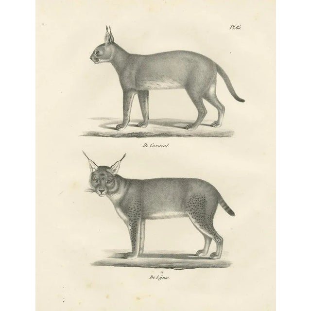 Paper C.C. G. Zool., The Caracal and Lynx in Profile, 1836, Lithograph For Sale - Image 7 of 11