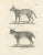 Paper C.C. G. Zool., The Caracal and Lynx in Profile, 1836, Lithograph For Sale - Image 7 of 11
